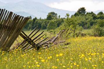 Frontiers down concept, broken rustic wooden fence on blooming meadow