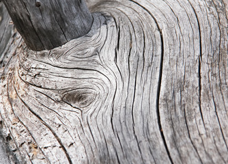 Time traces on wooden trunk