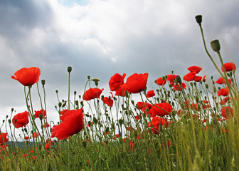 Obraz premium Red poppies under the summer storm