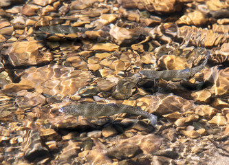 Trout swimming in the clear water