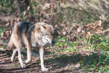Naklejka na ściany i meble Eurasian wolf (canis lupus lupus, common wolf, Middle Russian forest wolf)