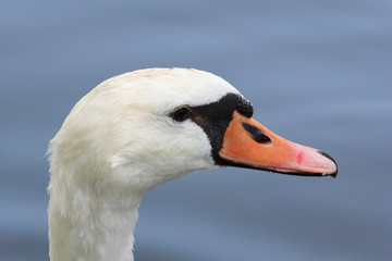 White swan portrait