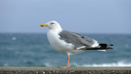 Fototapeta premium カモメ 平磯海岸