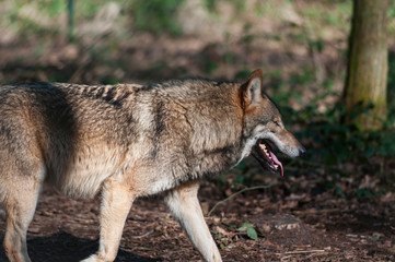 Eurasian wolf (canis lupus lupus, common wolf, Middle Russian forest wolf)