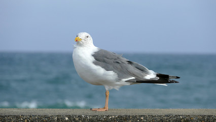 カモメ　平磯海岸