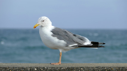 カモメ　平磯海岸
