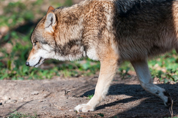 Eurasian wolf (canis lupus lupus, common wolf, Middle Russian forest wolf)