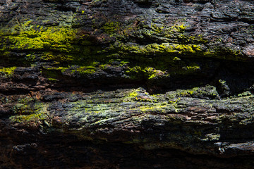 Bark - Blue Mountains © Studio Riz