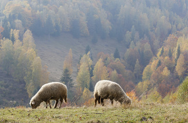 Two sheep grazing the mountain pasture with a beautiful autumn colorful lands