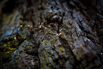 Ants on Bark - Blue Mountains