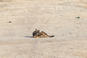 dog lying in the sand