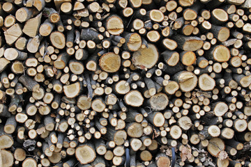 Cut trees trunks for winter fire