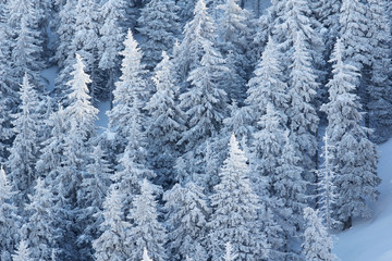 Fir trees forest full of snow in a superb winter mountain landscape