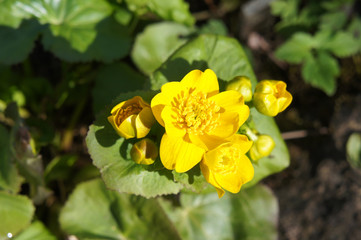 Caltha palustris or marsh-marigold or kingcup yellow flowers