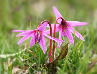 Dog tooth violet (Erythronium) flowering on alpine meadows