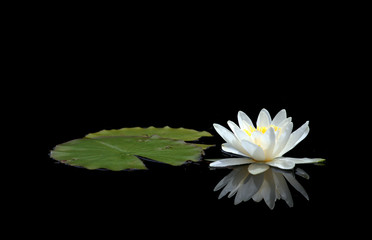 Fototapeta premium Waterlily
