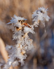 frost on tree