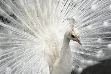 Naklejka premium Paw biały