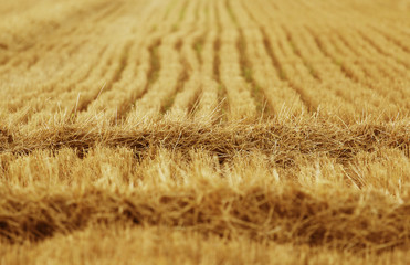 Golden straw on wheat stubble