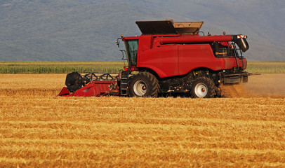 Obraz premium Harvester in the wheat field