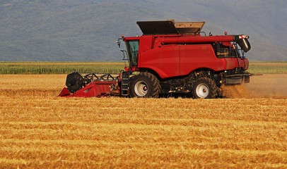 Harvester in the wheat field
