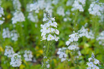 Veronica gentianoides or gentian speedwell plant