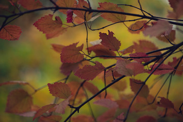 Vibrant gorgeous red viburnum leaves in Autumn early morning 
