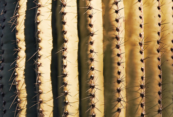 Close-up cactus. Textures style