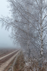 Fototapeta premium beautiful scene with birches in october among other birches in birch grove in fog