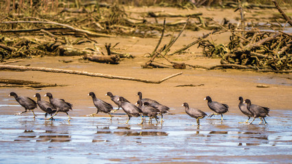 American coots marching along a mud flat to a new water source. 