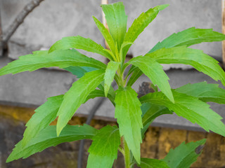 Green plant with long leaves