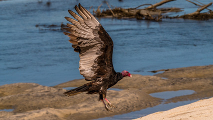 Turkey Vulture on a Mexican beach waiting for a meal.