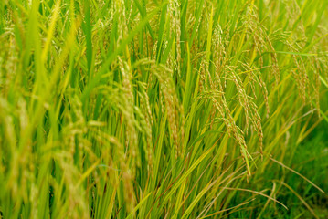 Closeup ear of paddy, jasmine rice, in the field