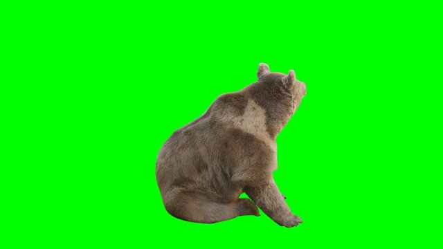Sleepy bear looks up and sleeps again on green screen