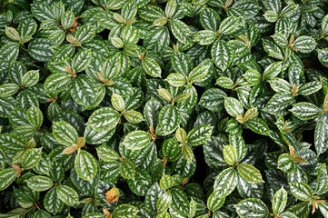 Lush foliage of Pilea cadierei (Alumnium Plant).