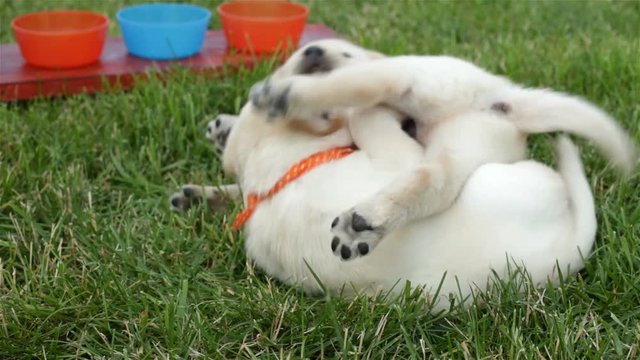 Cute chubby labrador puppy dogs wrestling in the grass - wearing distinctive scarves