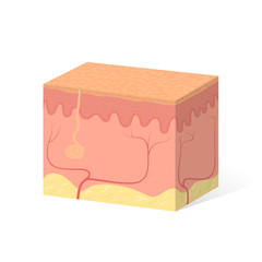 Sample of human skin, skin device and inner layers 