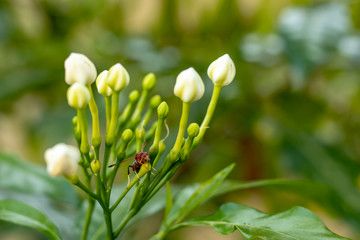 Red insect on a white flower in the garden.