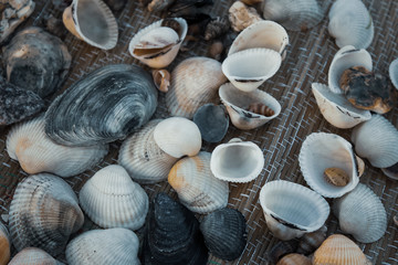 sea shells on the beach