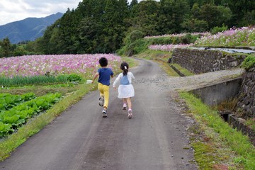 Fototapeta premium コスモス畑を歩く子供