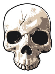 Realistic Upper Portion of Human Skull