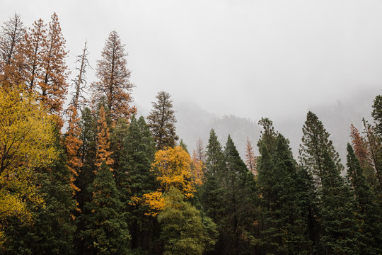 Autumn forest on foggy morning in Yosemite National Park, California © Attila Adam
