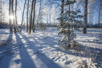 winter in the forest