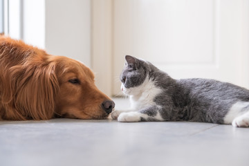 Golden Hound and British short-haired cat