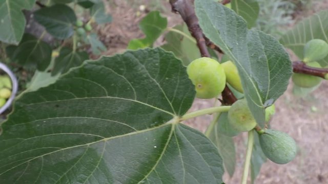 Harvesting Figs by hand. Hand picking the best figs from a biological culture, natural and free of chemicals from own agricultural production.