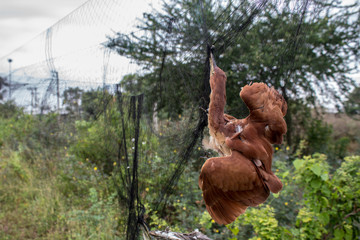 Fototapeta premium Catch bird in the net/Animal rights concept
