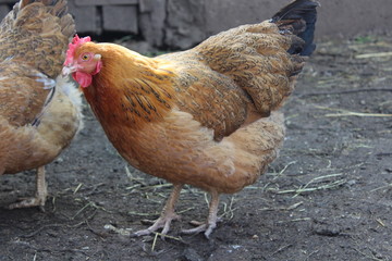 chicken