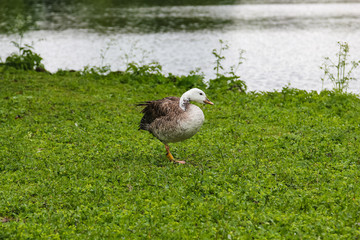duck in park near nymphenburg palace in munich in bavaria