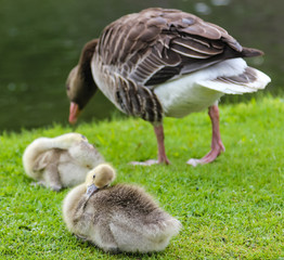ducklings and duck in the park near the Nymphenburg Palace in Munich in Bavaria