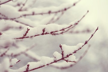 Winter time.Thin branches in the snow in soft light.Winter nature background.